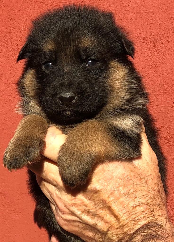CACHORROS PASTOR ALEMAN  PEDIGREE VALENCIA PEDRALBA - foto 2