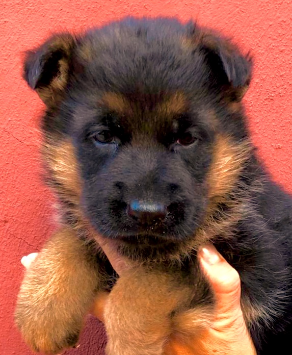CACHORROS PASTOR ALEMAN  PEDIGREE VALENCIA PEDRALBA - foto 3
