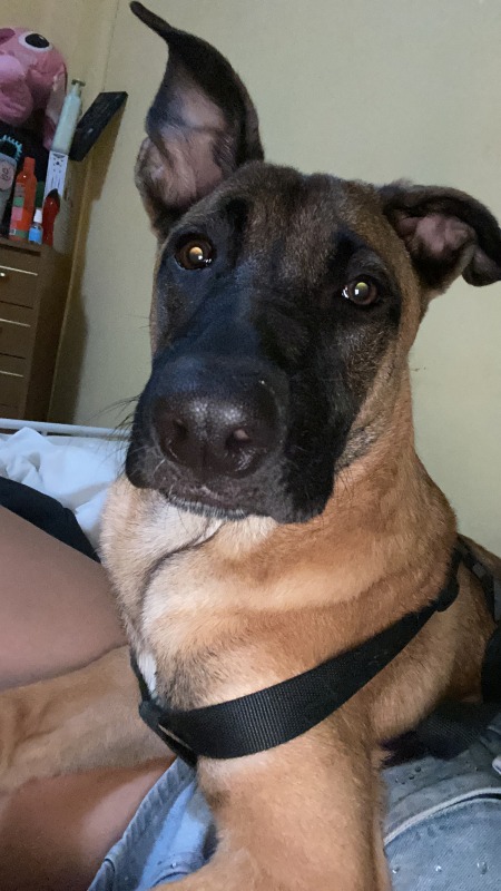 Se da en adopción Malinois de 8 meses