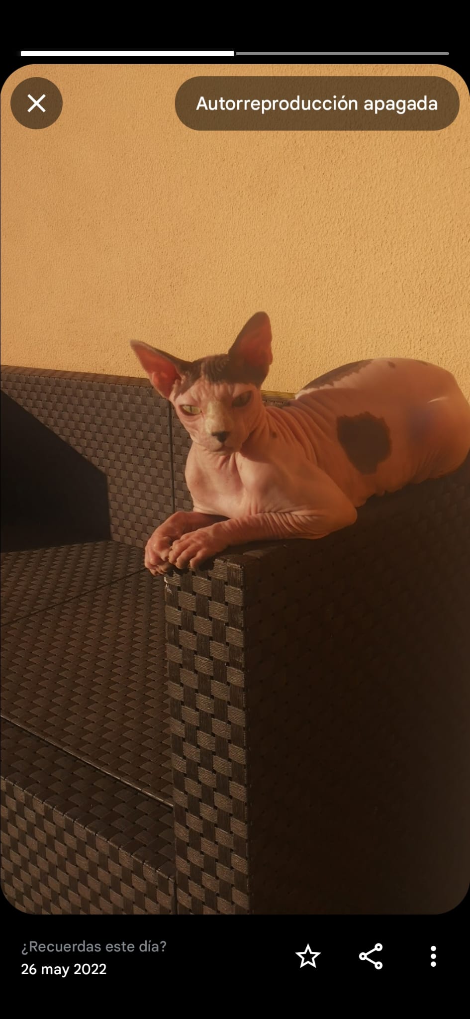 Gata egipcia en adopción  - foto 2