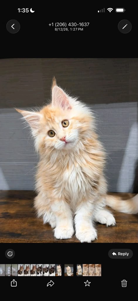 4 adorable Maine Coons for adoption  - foto 4