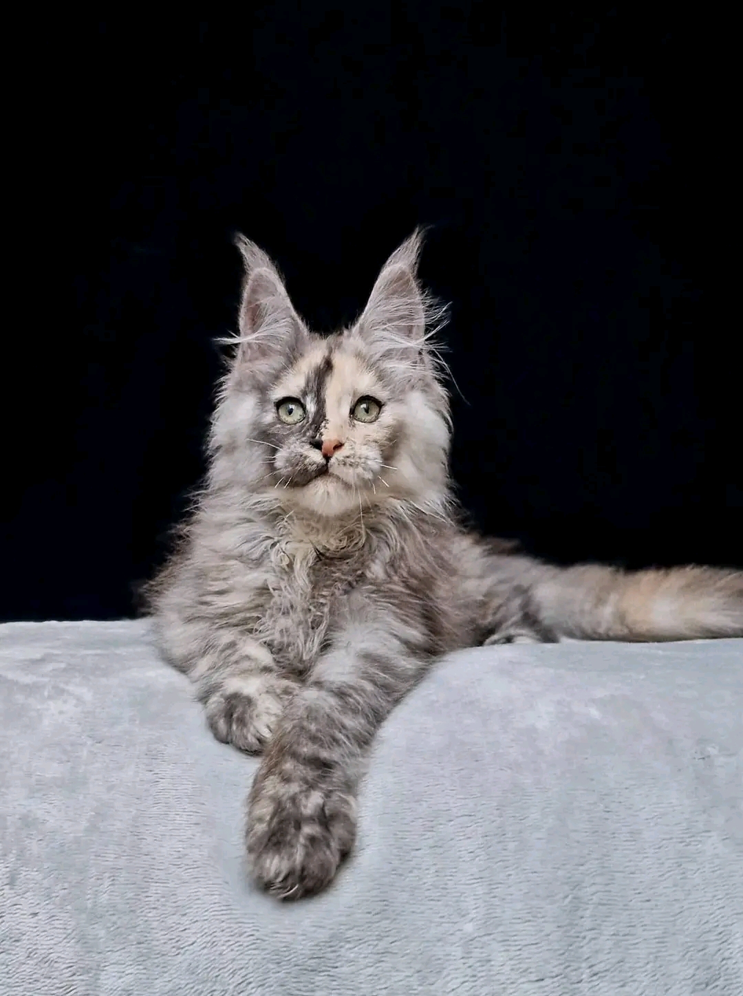 4 adorable Maine Coons for adoption  - foto 3