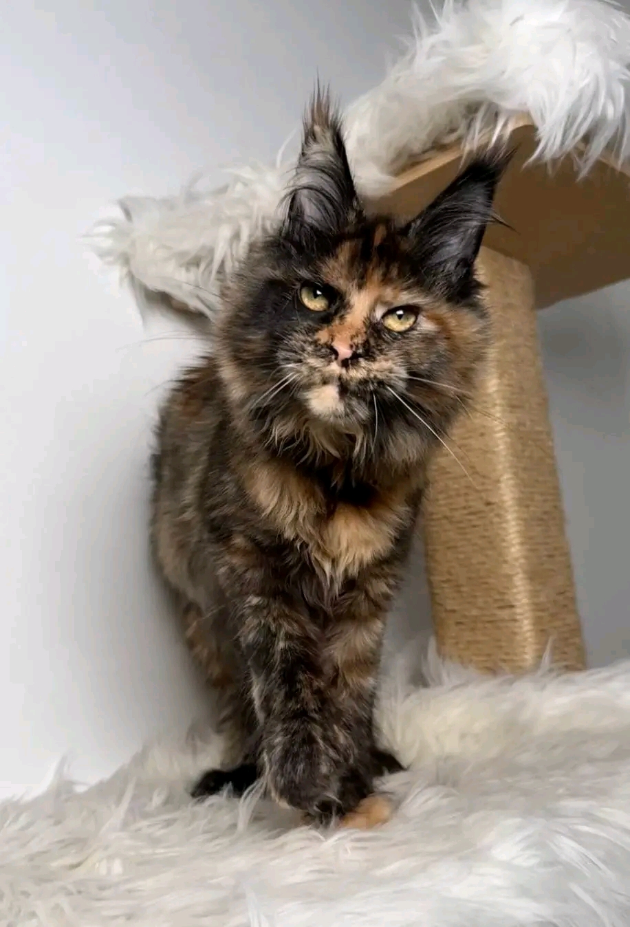 4 adorable Maine Coons for adoption 
