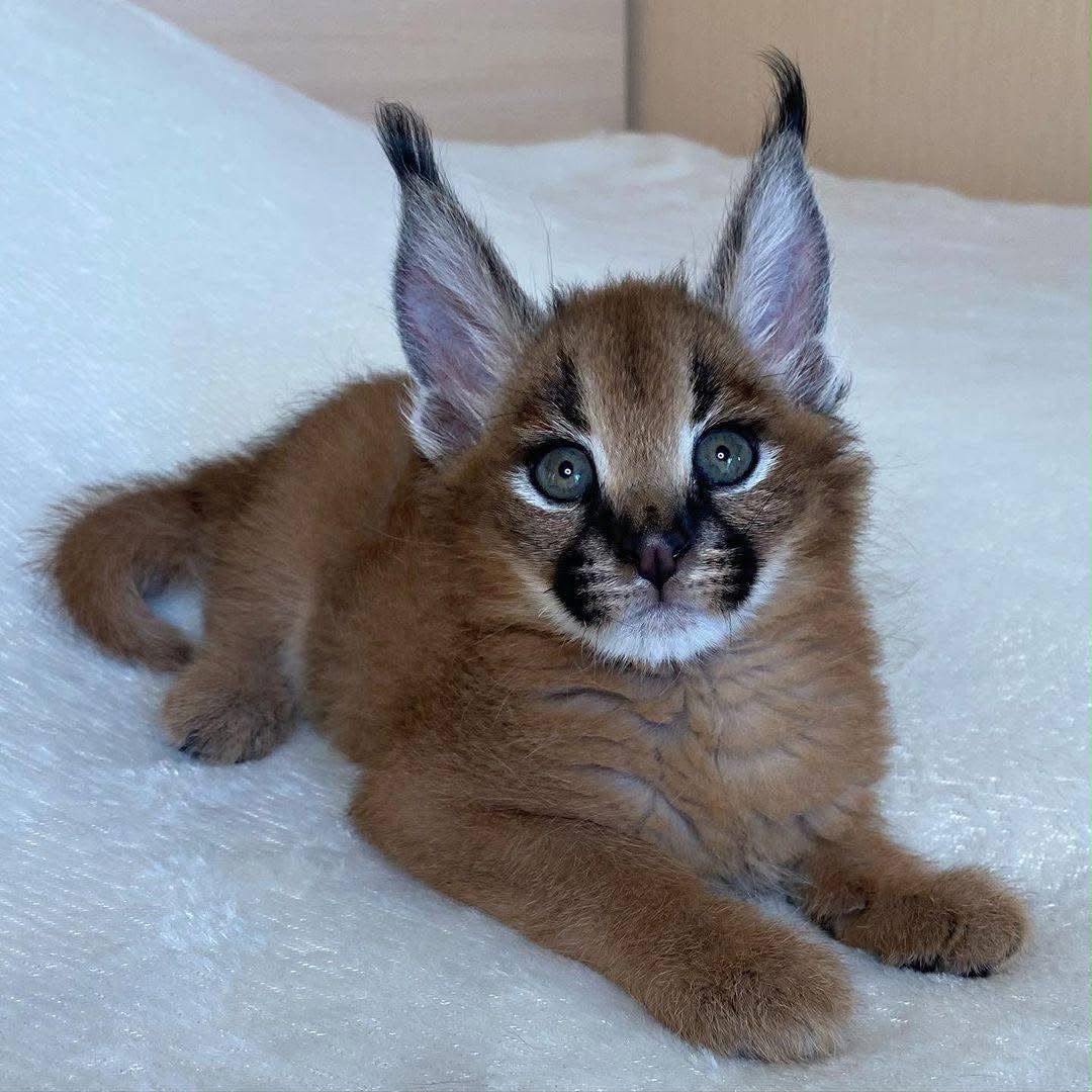 Ofrecemos gatitos Savannah, serval y caracal. - foto 2