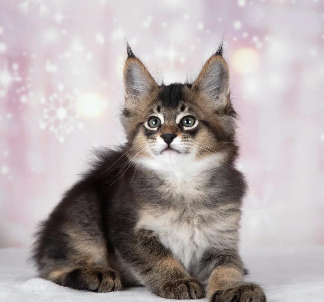 Gatitos de Ocelote, Caracal y Caracat - foto 4