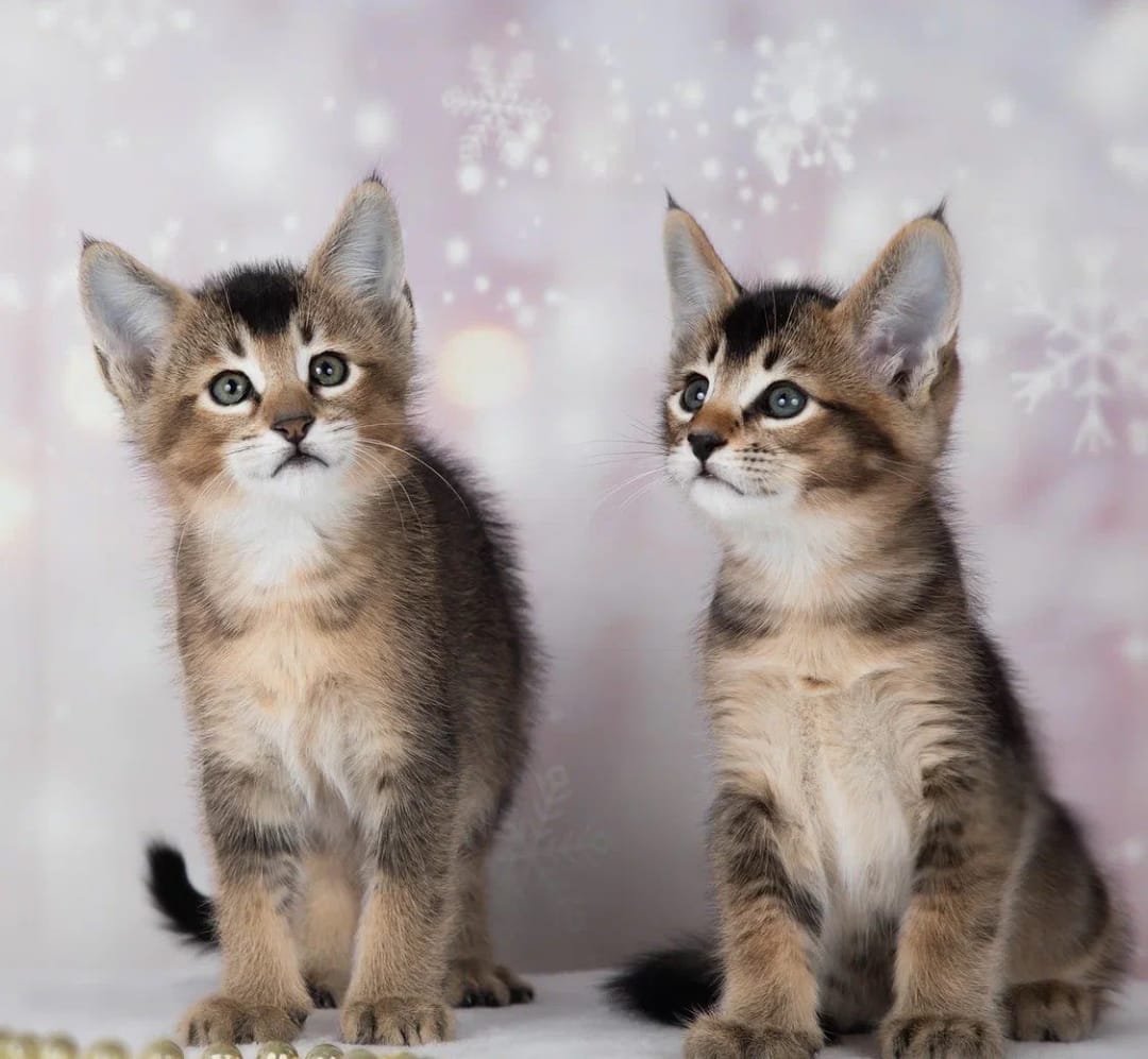 Gatitos de Ocelote, Caracal y Caracat - foto 2