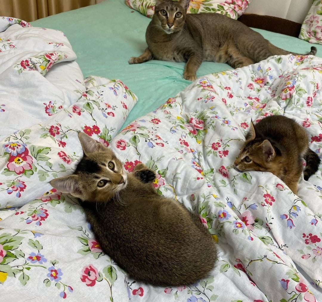 Gatitos de Ocelote, Caracal y Caracat - foto 3