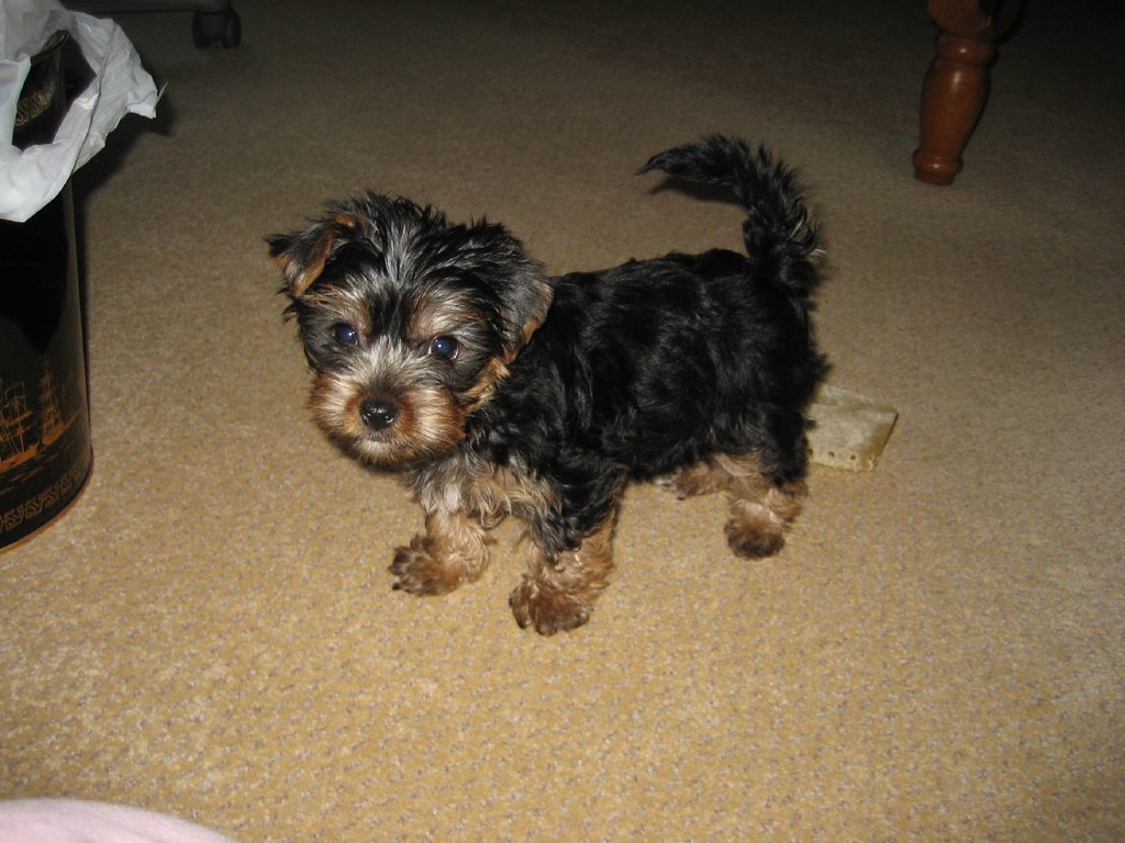 Yorkshire Terrier hembra