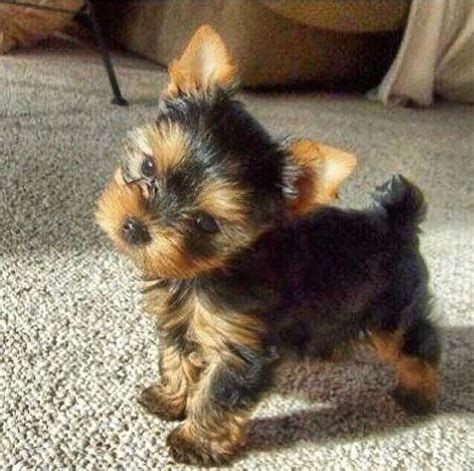 cachorros yorkie para adopcion 