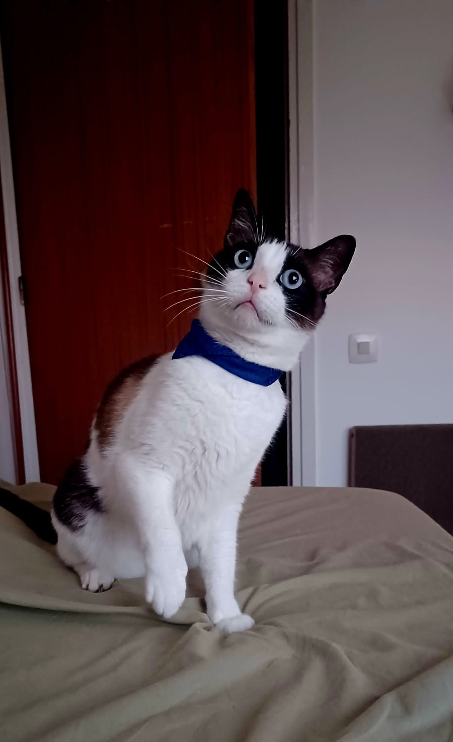 Fede en adopción  - foto 2
