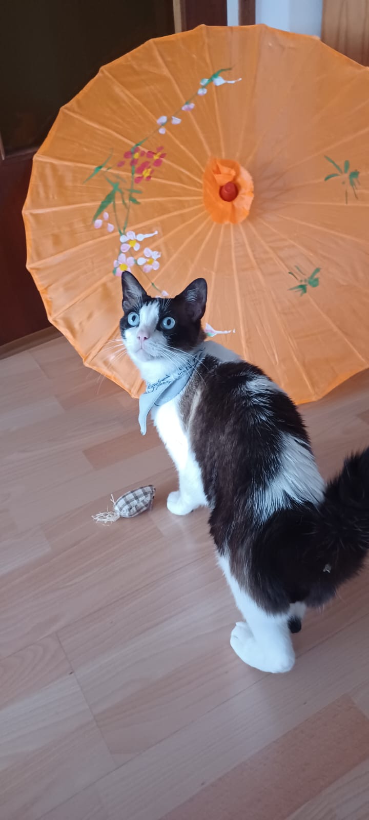 Fede en adopción  - foto 3