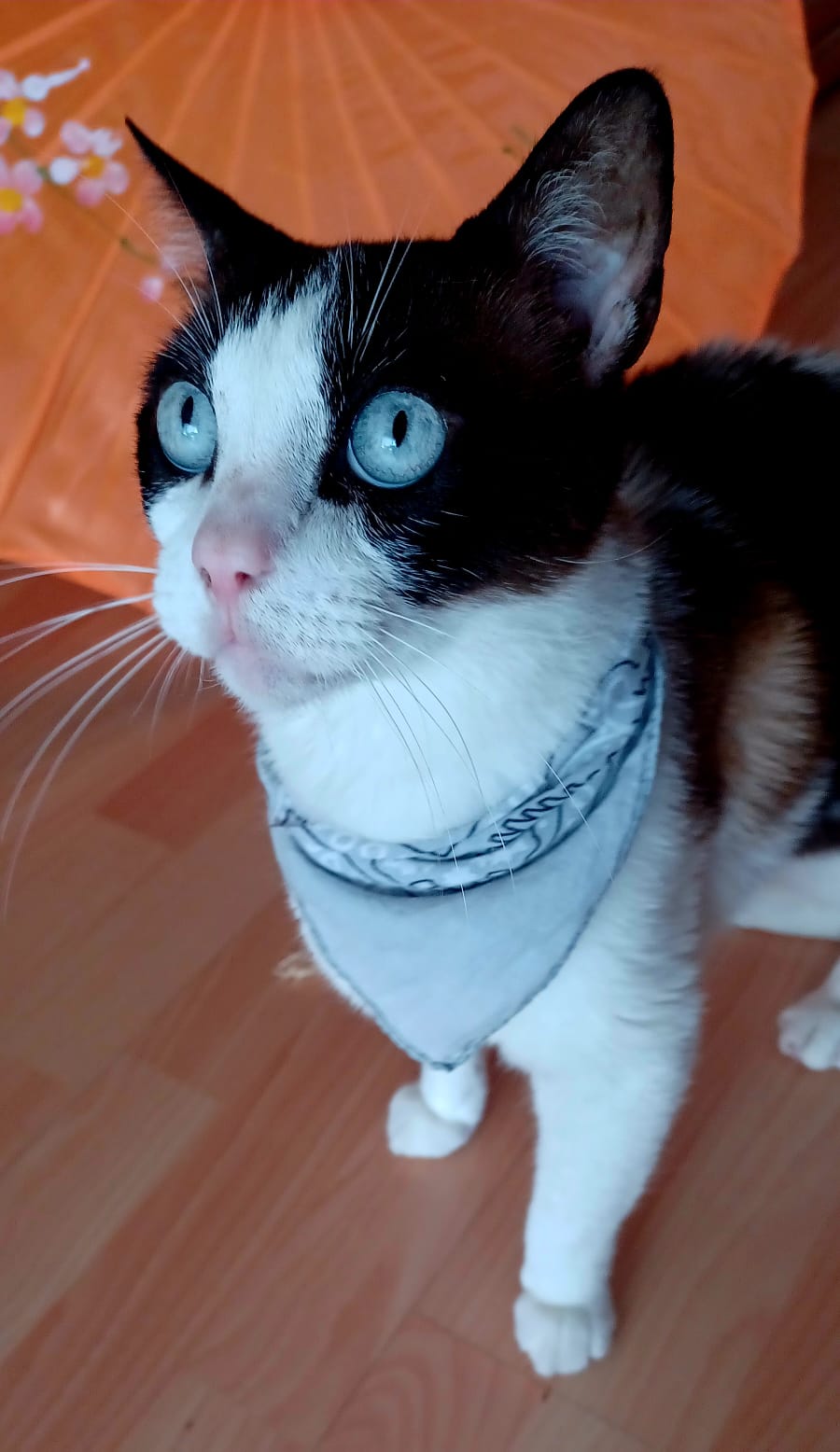 Fede en adopción  - foto 4