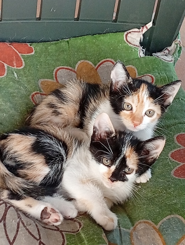 Regalo gatitos en Medina del Campo - foto 3