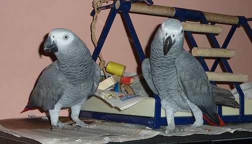 Loros Grises Africanos de Cola Roja - foto 2