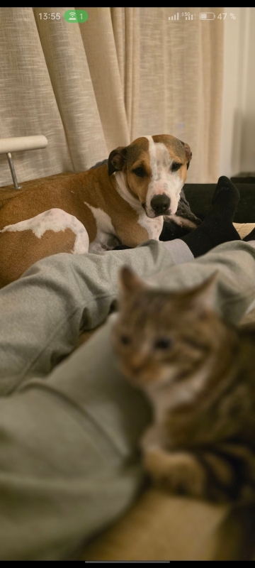 Alma busca hogar URGENTE - foto 3