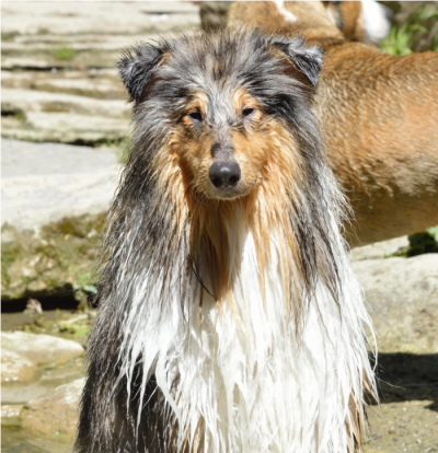Rough Collie Rough Collie