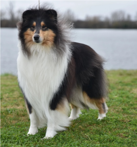 Productos cuidado collie