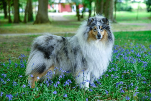 manto del rough collie manto del rough collie